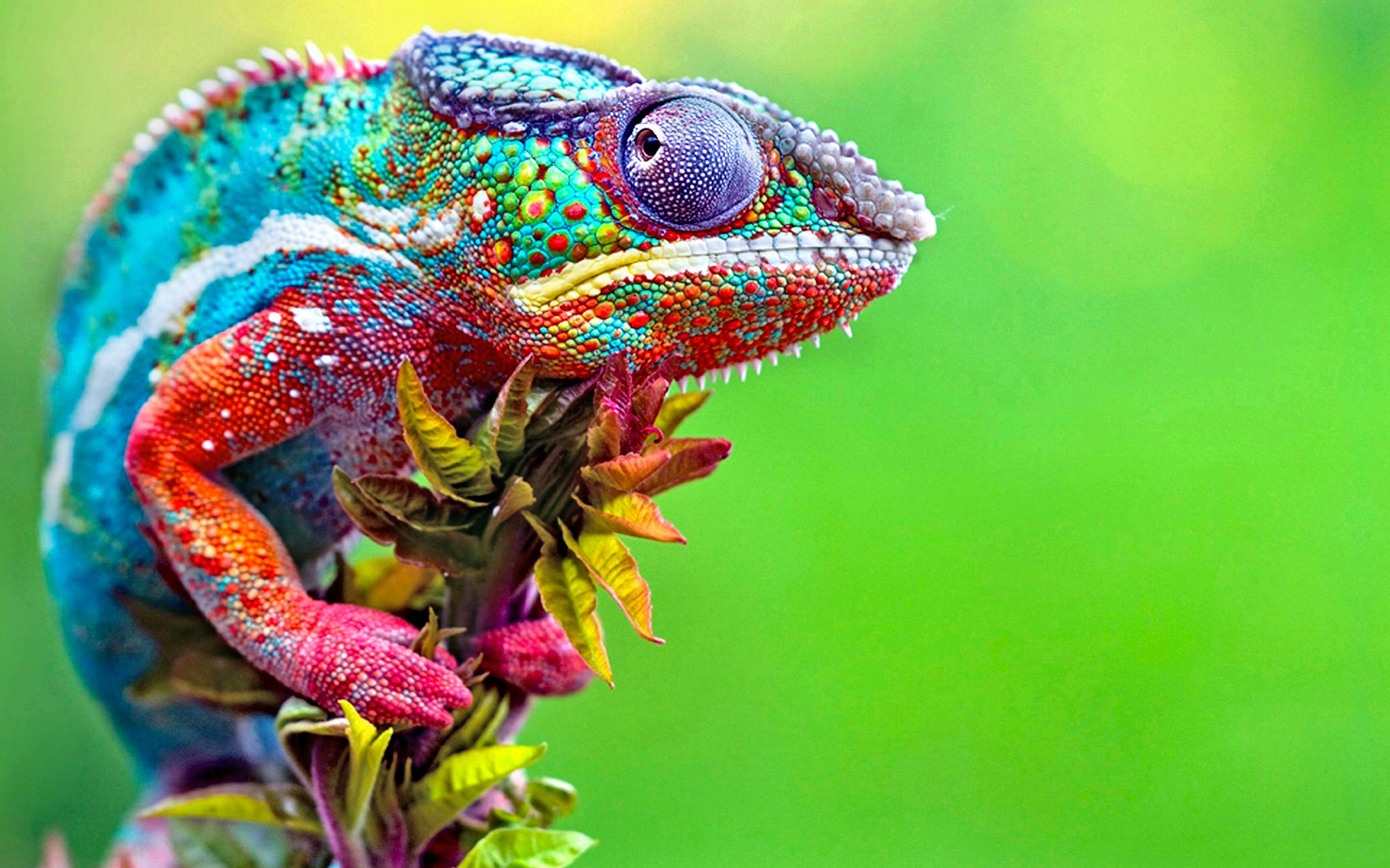 1) chameleon